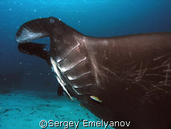 Manta ray by Sergey Emelyanov 